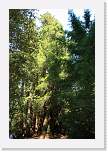 bigbasin_11 * 800 x 1200 * (606KB)