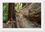 bigbasin_12 * Trying out different f/stops for different depth of field * 1200 x 800 * (377KB)