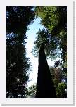 bigbasin_19 * 800 x 1200 * (493KB)