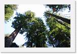 bigbasin_24 * 1200 x 800 * (535KB)