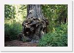 bigbasin_25 * 1200 x 800 * (625KB)