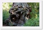 bigbasin_26 * 1200 x 800 * (594KB)