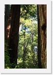 bigbasin_33 * 800 x 1200 * (483KB)