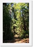 bigbasin_37 * 800 x 1200 * (594KB)