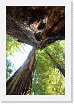 bigbasin_39 * 800 x 1200 * (386KB)