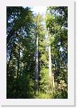 bigbasin_42 * 800 x 1200 * (692KB)