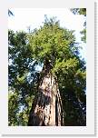 bigbasin_48 * 800 x 1200 * (581KB)