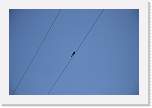 elsereno13 * Bird on a wire. * 1000 x 667 * (38KB)
