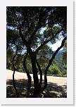 elsereno27 * 667 x 1000 * (356KB)