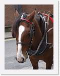gbsi_923 * Guinness Factory tour.    Not as cool as the Clydesdales. * 800 x 1067 * (226KB)