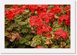 gbsi_935 * Flowers outside Christchurch. * 1200 x 800 * (247KB)