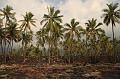 hawaii338