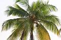 hawaii385