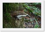 lostrancos22 * Fungus growing on the tree. * 3888 x 2592 * (3.33MB)