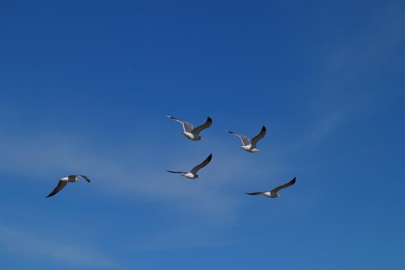 Monterey015.JPG - Flock of seagulls.  What a great band name.