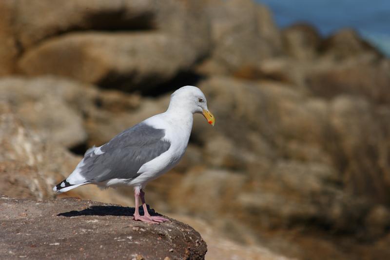 Monterey090.JPG - Seagull.