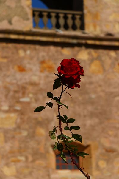 Monterey251.JPG - I liked the rose growing.