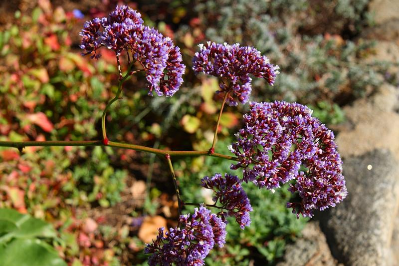 Monterey263.JPG - I was amusing myself in the small garden.