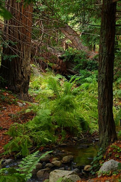 Monterey276.JPG - Garrapata State Park