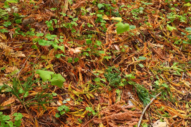 Monterey280.JPG - Garrapata State Park.  Some fall leaves.