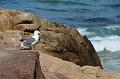 Monterey091