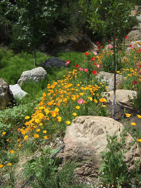 napa39.JPG - More flower pictures.