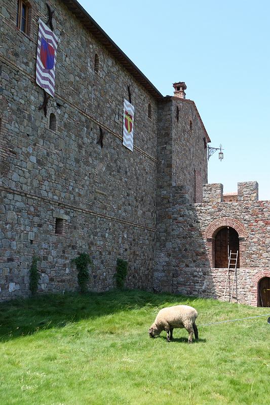napa42.JPG - Sheep.
