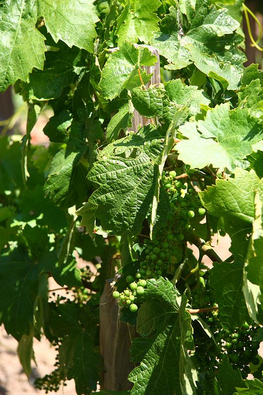 napa44.JPG - Required picture of grapes.