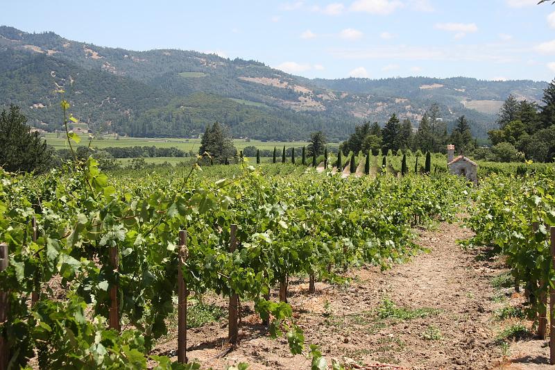 napa47.JPG - Grapes.