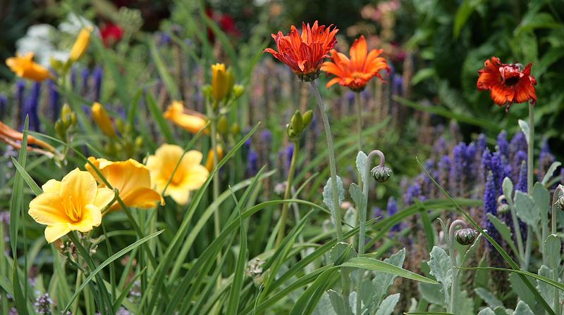 napa51.JPG - Pretty flowers.