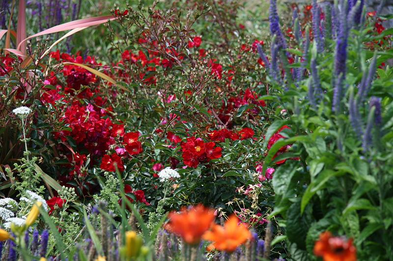napa52.JPG - More flowers.