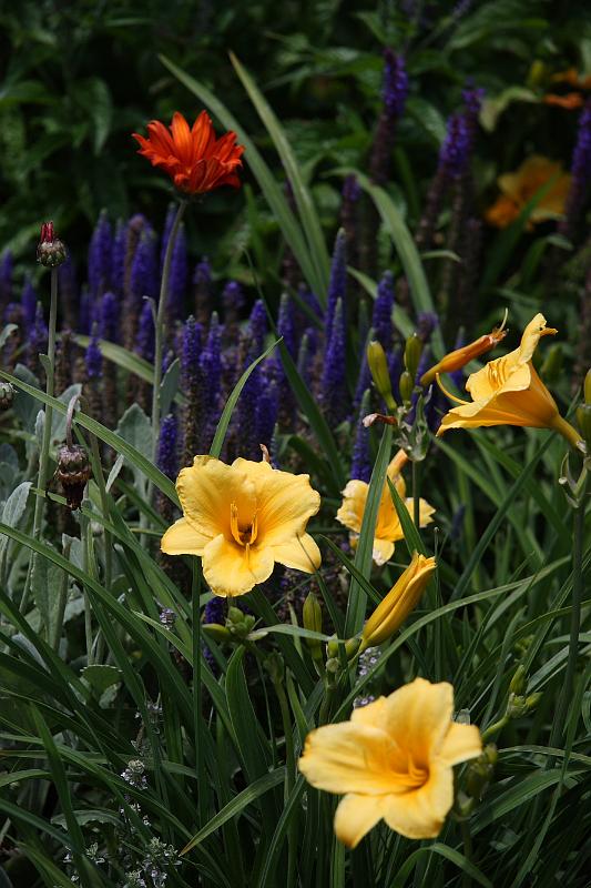 napa54.JPG - More flowers.