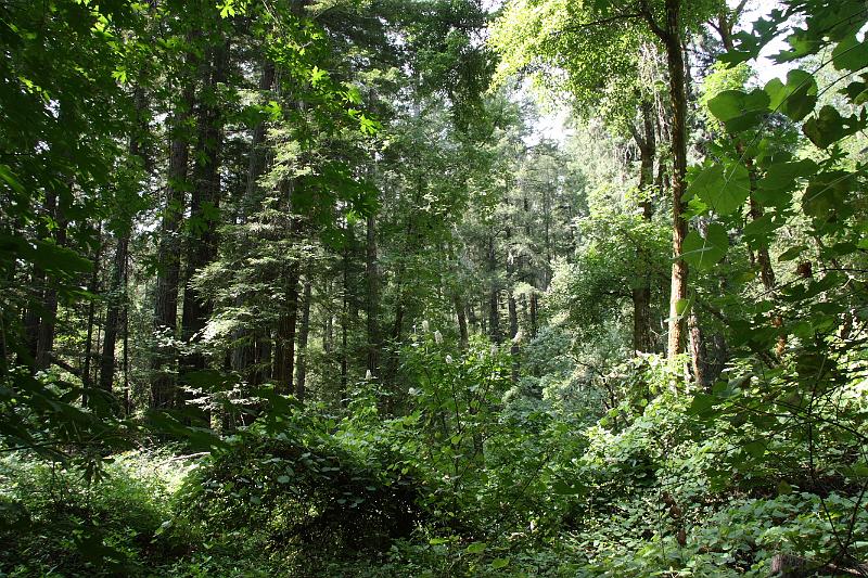 napa65.JPG - This is Bothe-Napa Valley State Park.