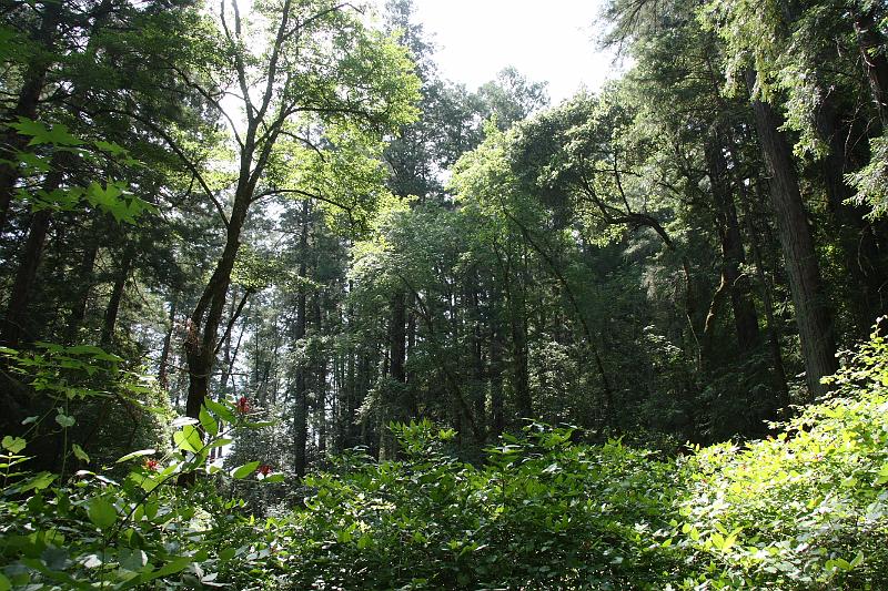 napa66.JPG - Bothe-Napa Valley State Park.
