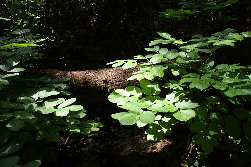 napa67.JPG - Bothe-Napa Valley State Park. Interesting light.