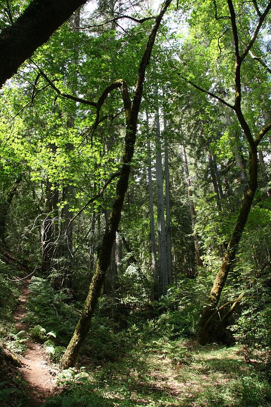 napa68.JPG - Bothe-Napa Valley State Park.