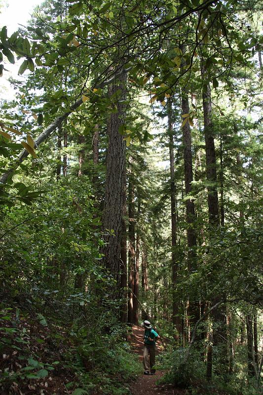 napa70.JPG - Bothe-Napa Valley State Park.