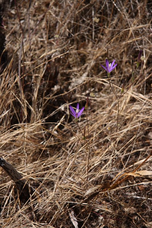 napa72.JPG - Bothe-Napa Valley State Park.