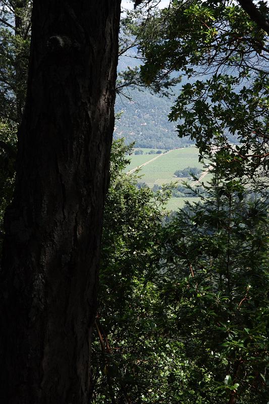 napa75.JPG - Bothe-Napa Valley State Park.  We finally made it to the top and our view of the valley is obstructed.
