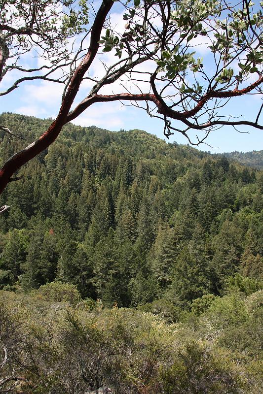 napa83.JPG - Bothe-Napa Valley State Park.