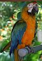 FlaNY2008May099