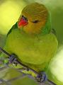 FlaNY2008May202