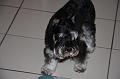FlaNY2008May230