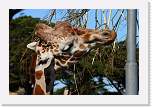 sfzoo002 * 1000 x 667 * (270KB)