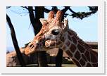 sfzoo005 * 1000 x 667 * (165KB)