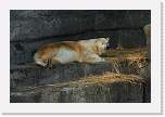 sfzoo060 * 1000 x 667 * (244KB)