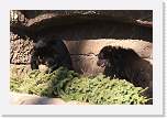 sfzoo064 * 1000 x 667 * (296KB)