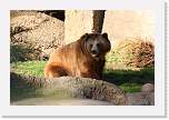 sfzoo078 * Grizzly * 1000 x 667 * (289KB)