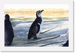 sfzoo084 * Penguin * 1000 x 667 * (184KB)