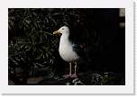 sfzoo087 * 1000 x 667 * (113KB)